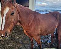 sorrel-peruvian-paso