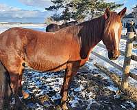 sorrel-peruvian-paso-horse