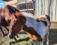 halter-jumper-quarter-horse