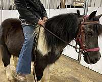 all-around-miniature-pony