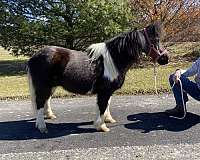 beginner-miniature-pony