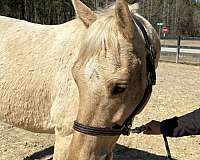 canter-quarter-horse