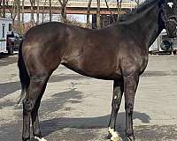 thoroughbred-mare