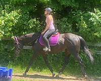 thoroughbred-horse-for-sale