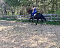 hunter-jumper-quarter-horse