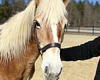 blue-haflinger-horse