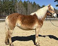 blue-roan-haflinger-horse