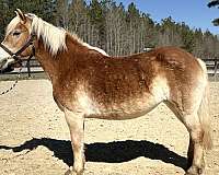 bombproof-haflinger-horse