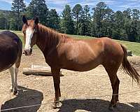 cross-started-under-saddle-belgian-horse