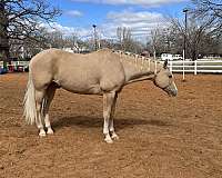 for-lease-palomino-horse