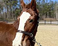 big-step-draft-horse