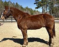 nice-trot-draft-horse