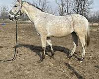 thoroughbred-horse-for-sale