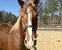 great-manners-draft-horse