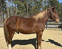 much-more-draft-horse