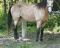 breeding-kentucky-mountain-horse