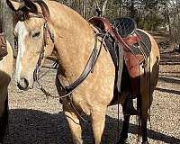 experienced-kentucky-mountain-horse