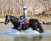 athletic-rocky-mountain-horse