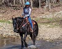 beginner-rocky-mountain-horse