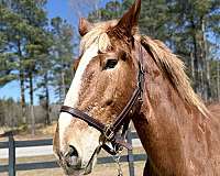 not-spooky-belgian-horse