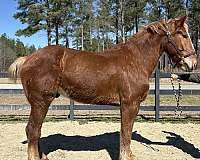 sells-belgian-horse