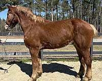 spirited-belgian-horse