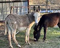 donkey-for-sale