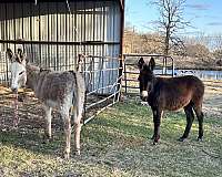 donkey-foal