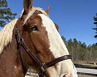 gait-belgian-horse