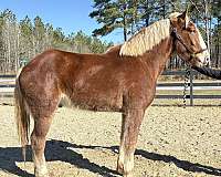 great-personality-belgian-horse