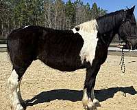 backs-draft-horse