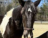 maverick-draft-horse