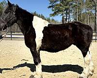 beginner-novice-draft-horse