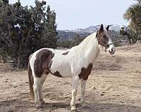 tobiano-blaze-horse