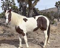 experienced-spotted-saddle-horse