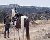 gaited-spotted-saddle-horse