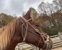 project-ridden-western-gelding