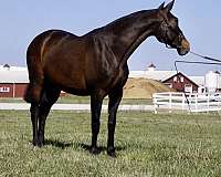 breeding-andalusian-horse