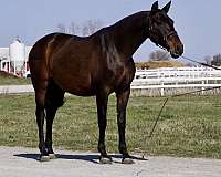 pre-andalusian-broodmare