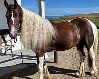 brown-all-around-trail-riding-horse