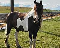 brown-tobiano-experienced-horse