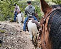 brown-tobiano-project-horse