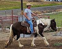 brown-tobiano-ranch-horse