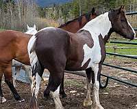 brown-tobiano-gelding-for-sale