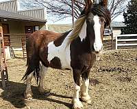 brown-tobiano-foal-for-sale