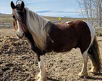 brown-tobiano-gelding