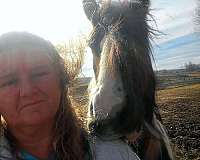 brown-tobiano-mare