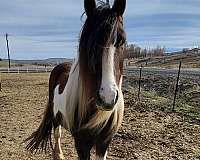 brown-tobiano-foal