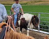 brown-tobiano-horse-for-sale