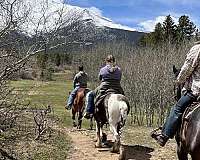 tobiano-horse